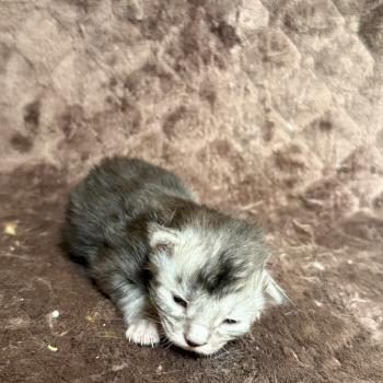 chaton Maine coon Les Pachas du Léman