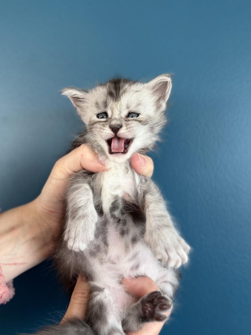 1er Chaton Femelle Maine coon