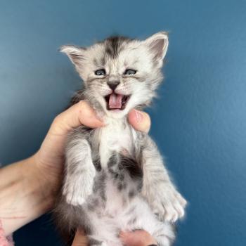 chaton Maine coon Les Pachas du Léman