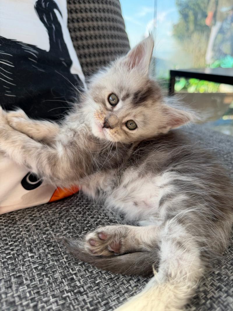 1er chaton (Portée Alpha ❤ Atlas 2026) - Femelle black Femelle Maine coon