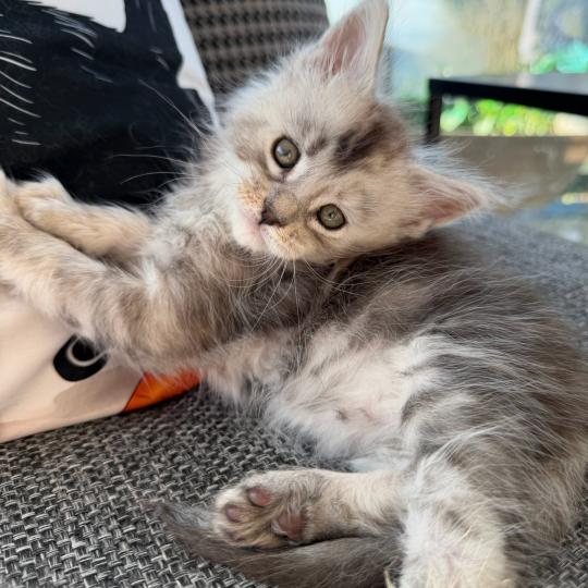 1er chaton (Portée Alpha ❤ Atlas 2026) - Femelle black Femelle Maine coon