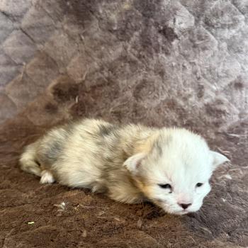 chaton Maine coon Les Pachas du Léman