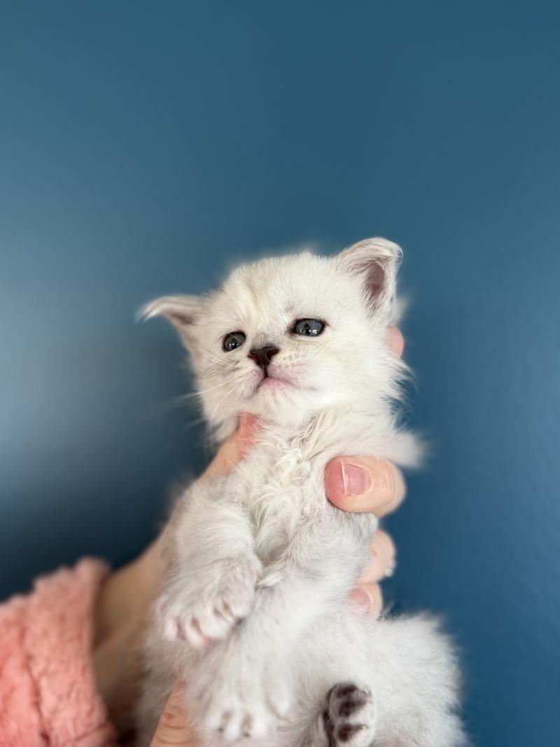 2e chaton (Portée Alpha ❤ Atlas 2026) - Femelle black tortie silver shaded Sylver Femelle Maine coon