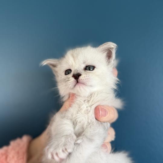 2e chaton (Portée Alpha ❤ Atlas 2026) - Femelle black tortie silver shaded Sylver Femelle Maine coon
