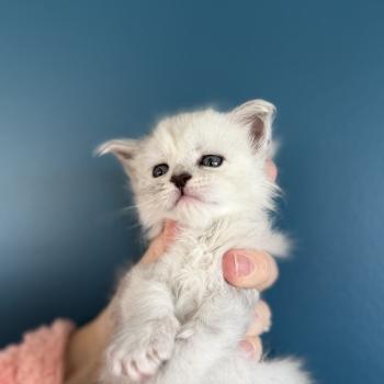 chaton Maine coon Les Pachas du Léman