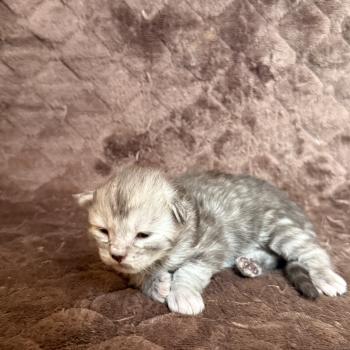 chaton Maine coon Les Pachas du Léman