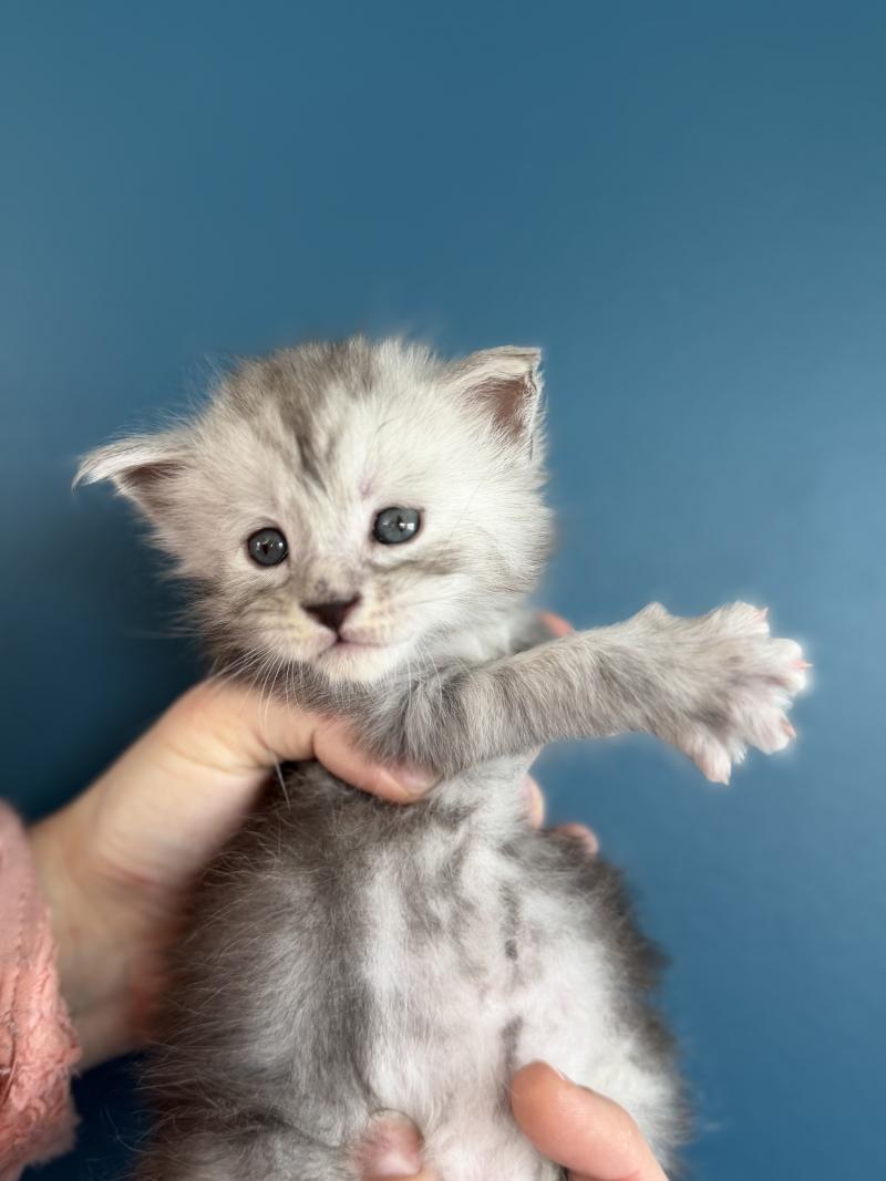 3e chaton (Portée Alpha ❤ Atlas 2026) - Mâle noir -  gris tigré Mâle Maine coon