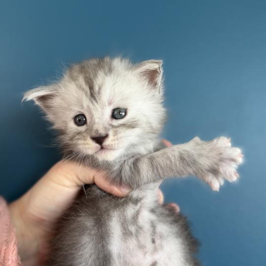 3e chaton (Portée Alpha ❤ Atlas 2026) - Mâle black silver mackerel tabby noir -  gris tigré Mâle Maine coon