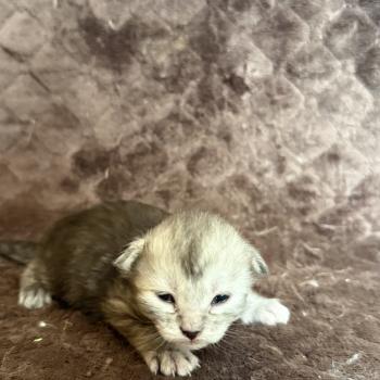 chaton Maine coon Les Pachas du Léman