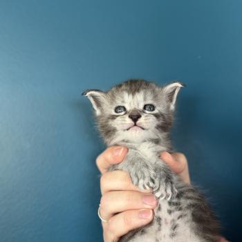 chaton Maine coon Les Pachas du Léman