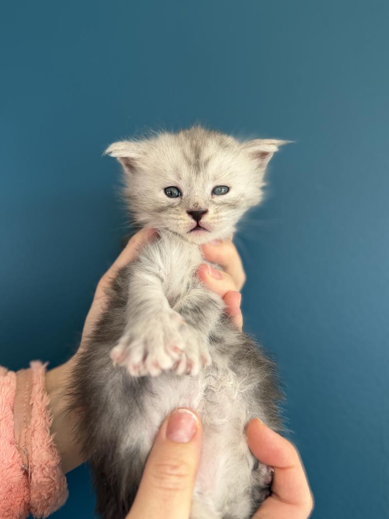 4e chaton (Portée Alpha ❤ Atlas 2026) - Mâle noir - lunette/tête  blanche Mâle Maine coon