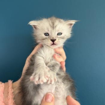 chaton Maine coon Les Pachas du Léman