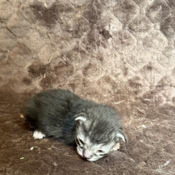 chaton Maine coon Les Pachas du Léman