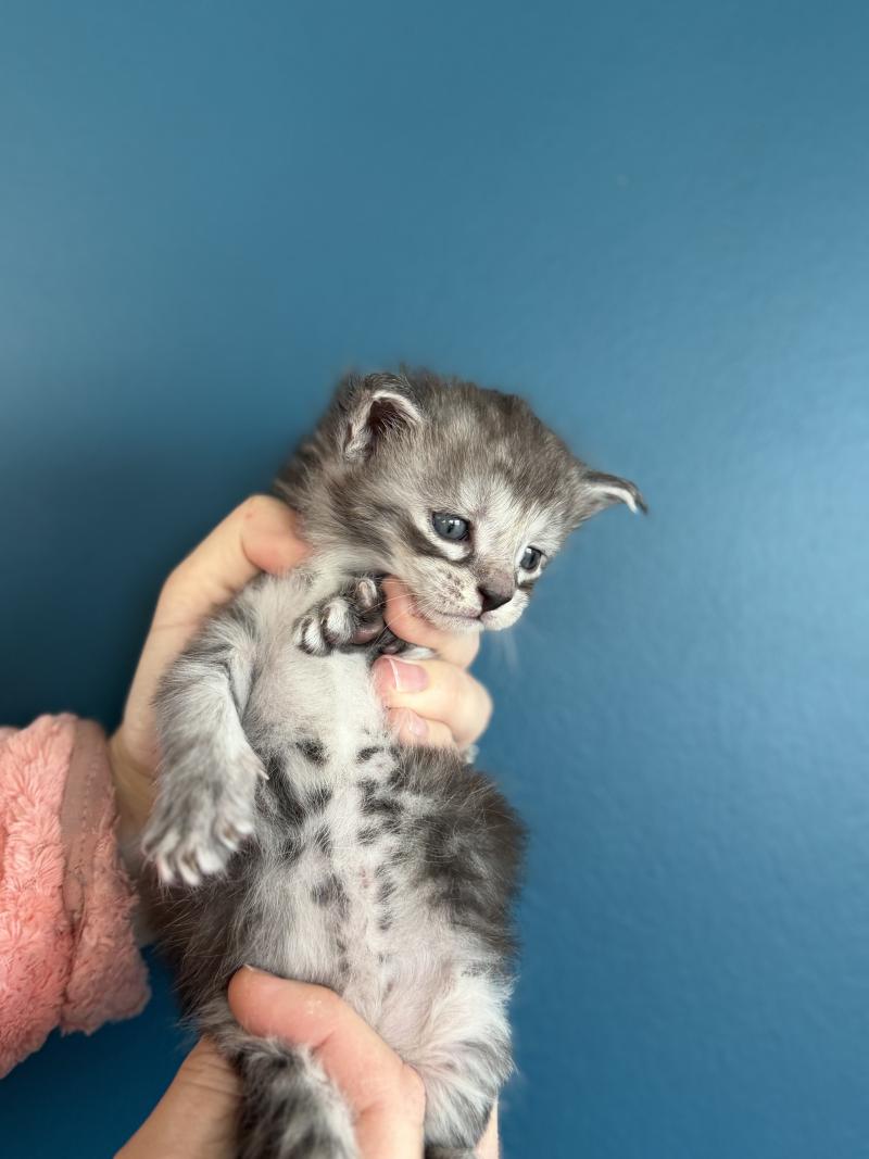 5e chaton (Portée Alpha ❤ Atlas 2026) - Mâle noir -  trait noir sous les yeux Mâle Maine coon