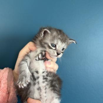 chaton Maine coon Les Pachas du Léman