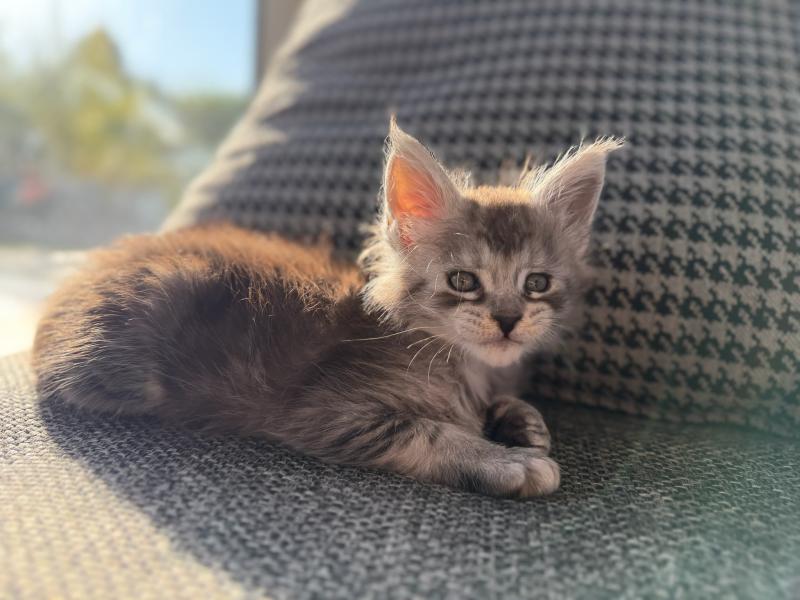 5e chaton (Portée Alpha ❤ Atlas 2026) Les Pachas du Léman Mâle Maine coon