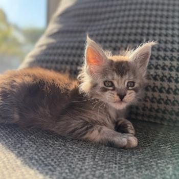 chaton Maine coon black smoke Les Pachas du Léman