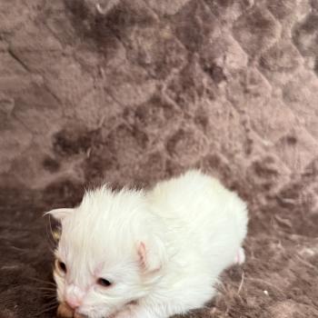 chaton Maine coon Les Pachas du Léman