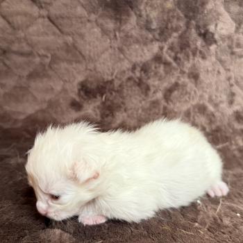chaton Maine coon Les Pachas du Léman