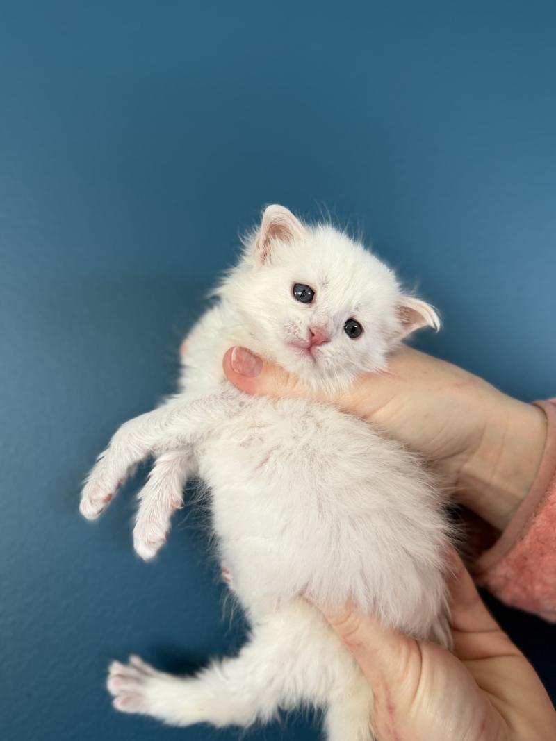 6e chaton (Portée Alpha ❤ Atlas 2026) Les Pachas du Léman Mâle Maine coon