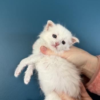 chaton Maine coon Les Pachas du Léman