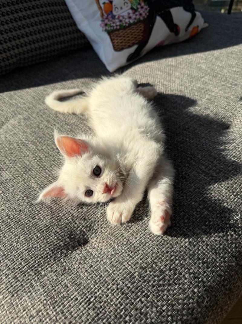 6e chaton (Portée Alpha ❤ Atlas 2026) Les Pachas du Léman Mâle Maine coon