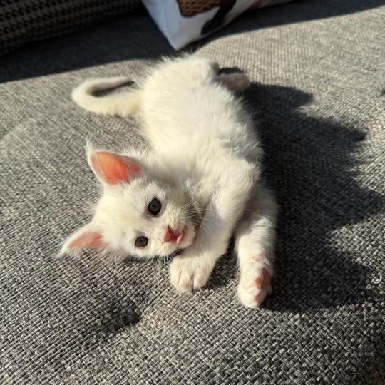 6e chaton (Portée Alpha ❤ Atlas 2026) Les Pachas du Léman Mâle Maine coon