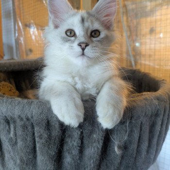 chat Maine coon black tortie silver shaded Alpha Les Pachas du Léman