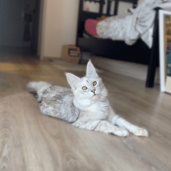 chat Maine coon black tortie silver shaded Alpha Les Pachas du Léman