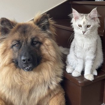 chat Maine coon black tortie silver shaded Alpha Les Pachas du Léman