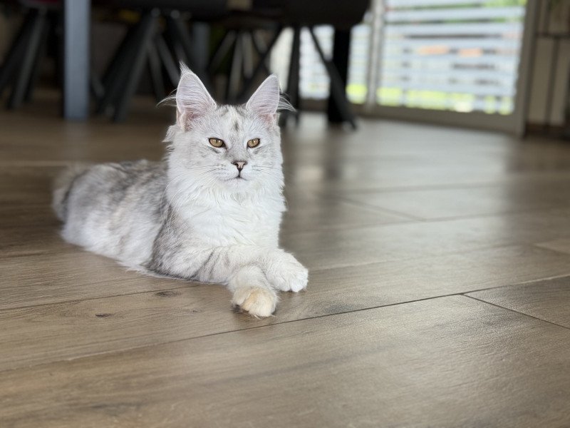 Alpha Femelle Maine coon