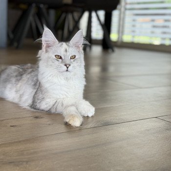 chat Maine coon black tortie silver shaded Alpha Les Pachas du Léman