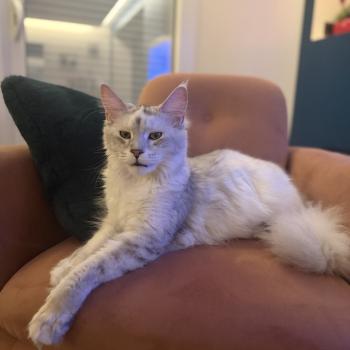 chat Maine coon black tortie silver shaded Alpha Les Pachas du Léman