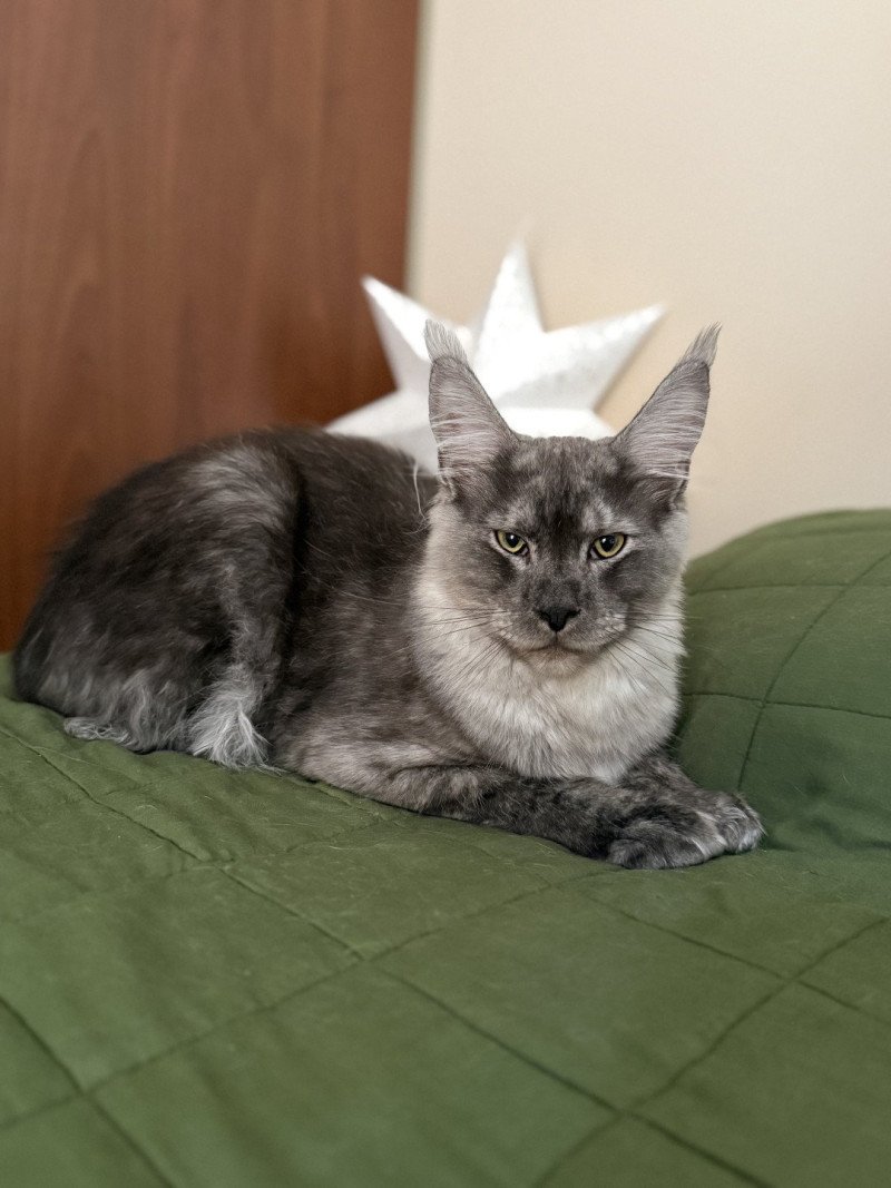 Atlas  Mâle Maine coon