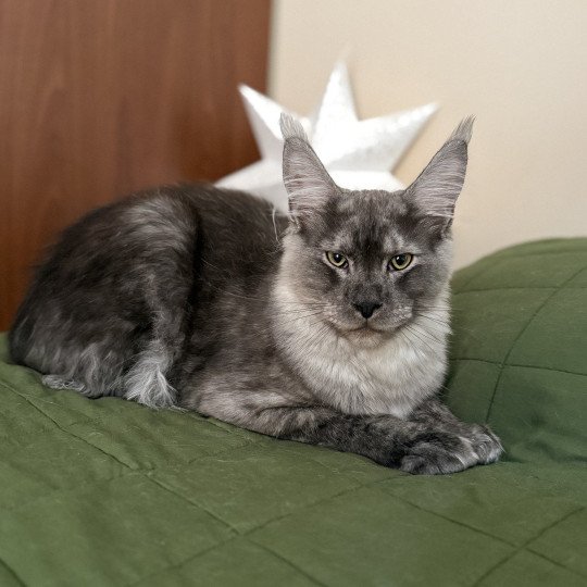 Atlas  Mâle Maine coon