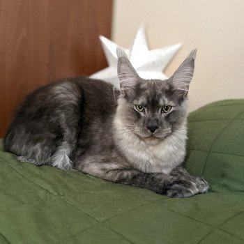 chat Maine coon black smoke Atlas Les Pachas du Léman