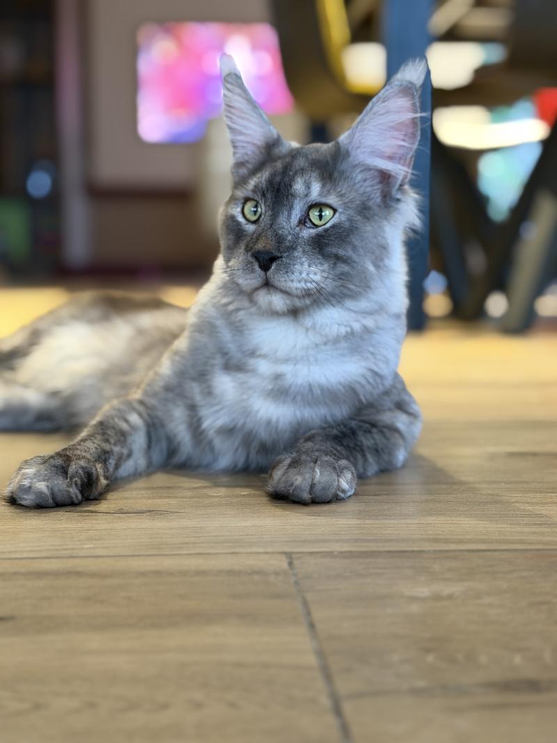 Atlas  Mâle Maine coon