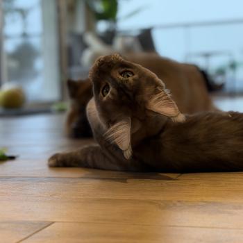 chat Maine coon black smoke Atlas Les Pachas du Léman