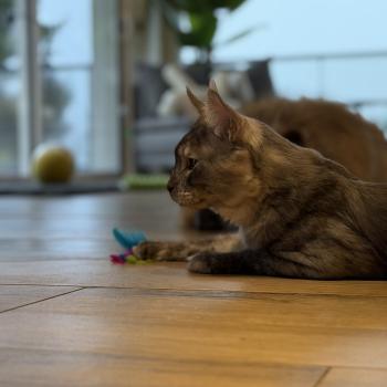 chat Maine coon black smoke Atlas Les Pachas du Léman