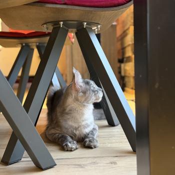 chat Maine coon black smoke Atlas Les Pachas du Léman