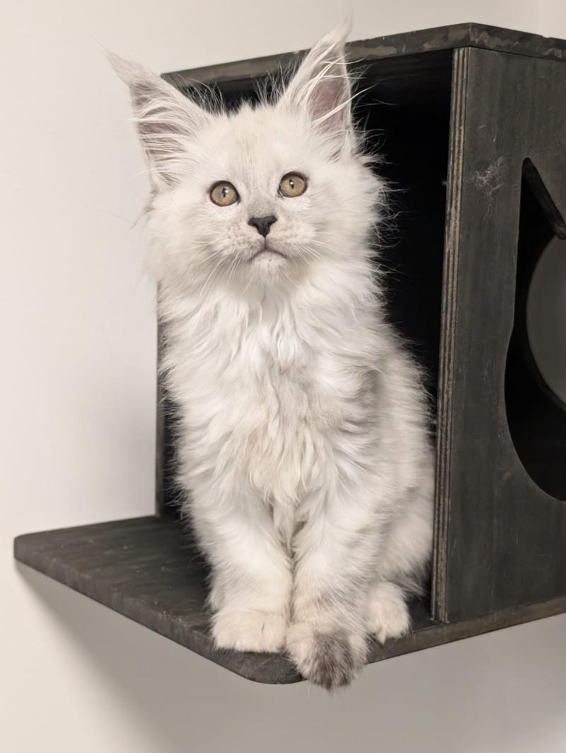 Brume Femelle Maine coon