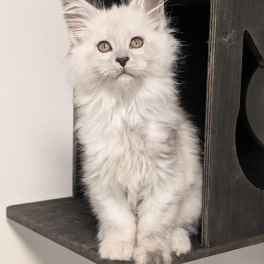 Brume Femelle Maine coon