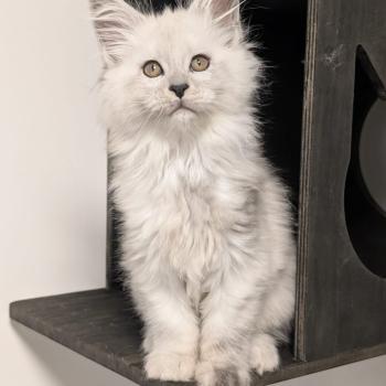 chat Maine coon black smoke Brume Les Pachas du Léman