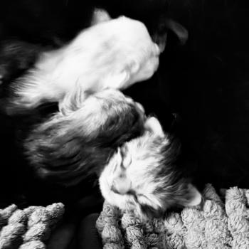 Adoption Maine Coon : Conditions et Réservations