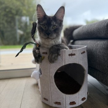 Bienvenue à Atlas ! 🐾