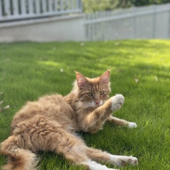 Bienvenue sur le site officiel de la chatterie Les Pachas du Léman !