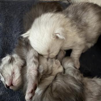 Tarifs de nos chatons Maine Coon